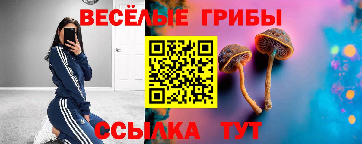 Псилоцибиновые грибы Psilocybe Великие Луки